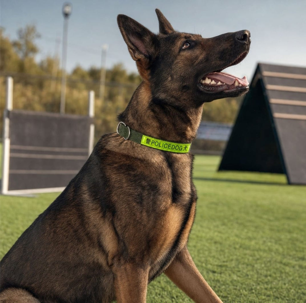 Nylon Dog Collar
