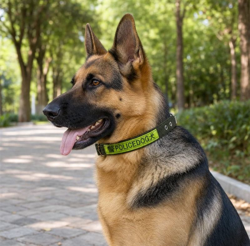 Nylon Dog Collar